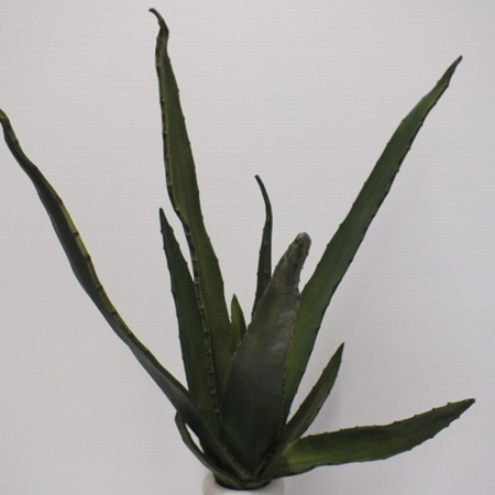 Aloe Plant 4386