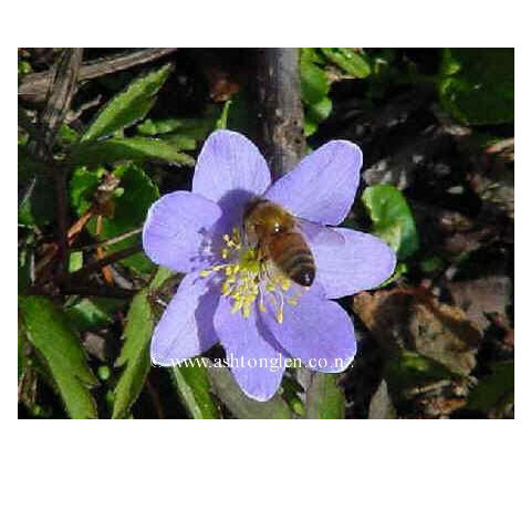 ALPINES   (grow under 30cm in height)