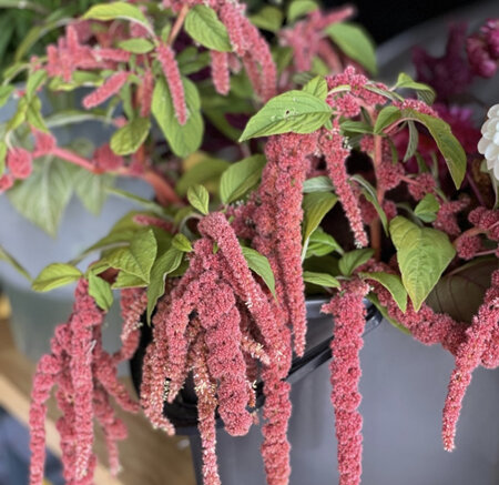 Amaranthus Coral Fountain Seed