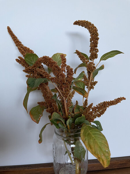 Amaranthus Hot Biscuits Seed