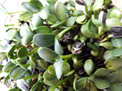 Amazing flavour sprouted as microgreens to add to your salads etc