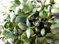 Amazing flavour sprouted as microgreens to add to your salads etc