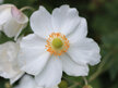 Anemone hupehensis japonica Alba