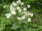 Anemone hupehensis japonica Alba