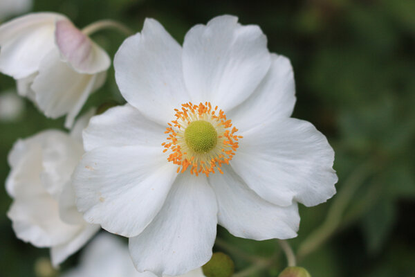 Anemone hupehensis japonica Alba