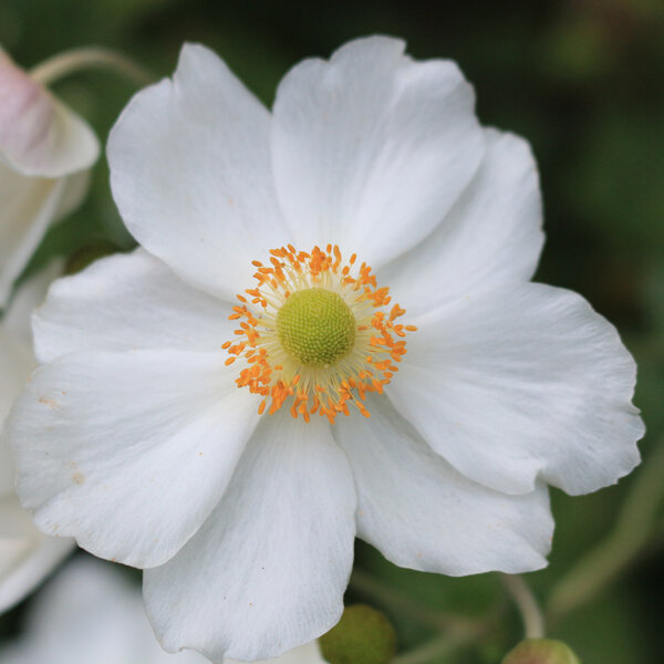 Anemone hupehensis japonica Alba