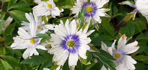 Anemone nemorosa bracteata flore plena