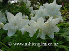 Anemone nemorosa Flore Pleno