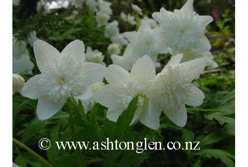 Anemone nemorosa Flore Pleno