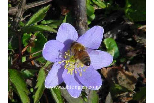 Anemone nemorosa   Woodland Anemone