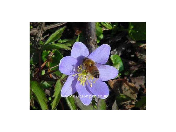 Anemone nemorosa   Woodland Anemone