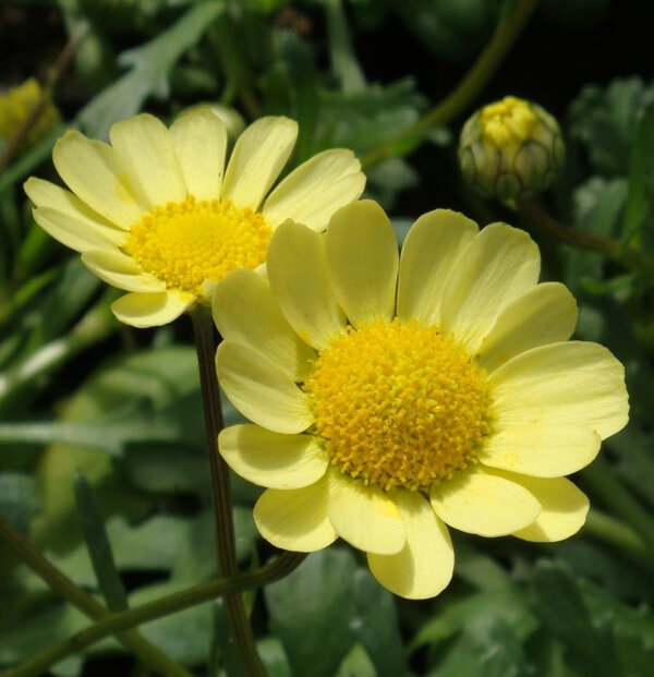 Anthemis tinctoria