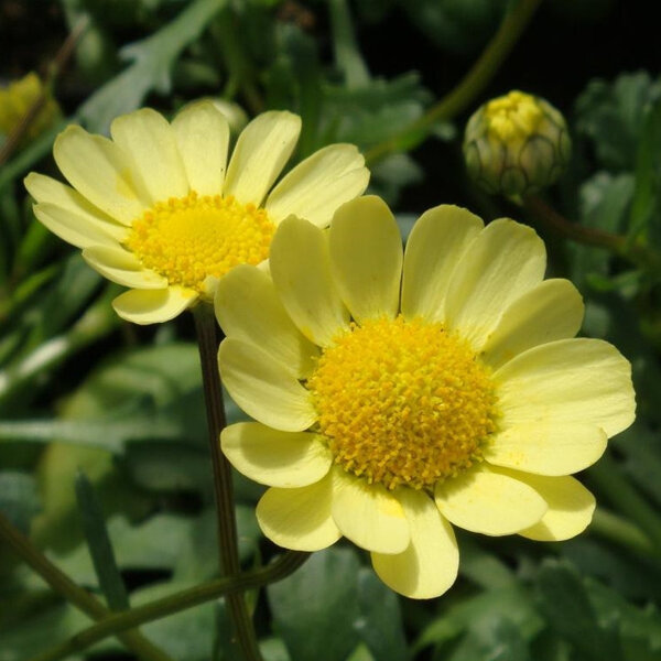 Anthemis tinctoria