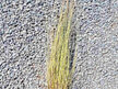 Apodasmia (Leptocarpus) similis