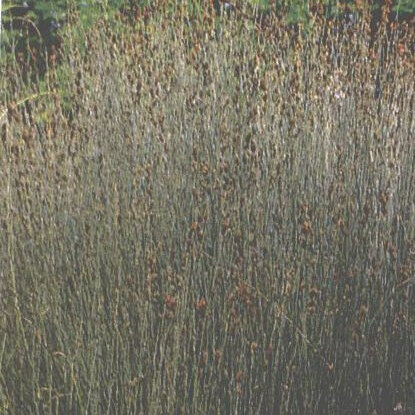 Apodasmia (Leptocarpus) similis