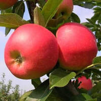 Apples Certified Organic Approx 1kg