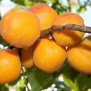 Apricots Organic 500g