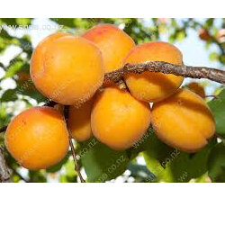 Apricots Organic 500g