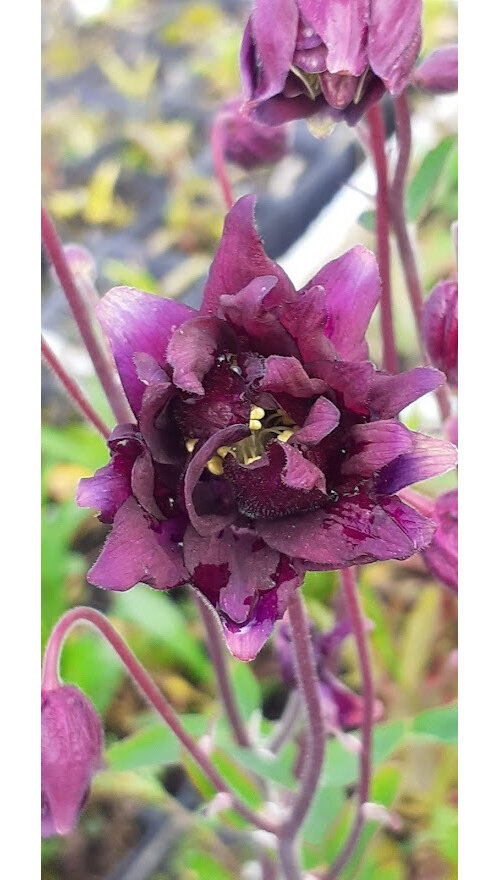 Aquilegia vulgaris 'Clementine Dark Purple'