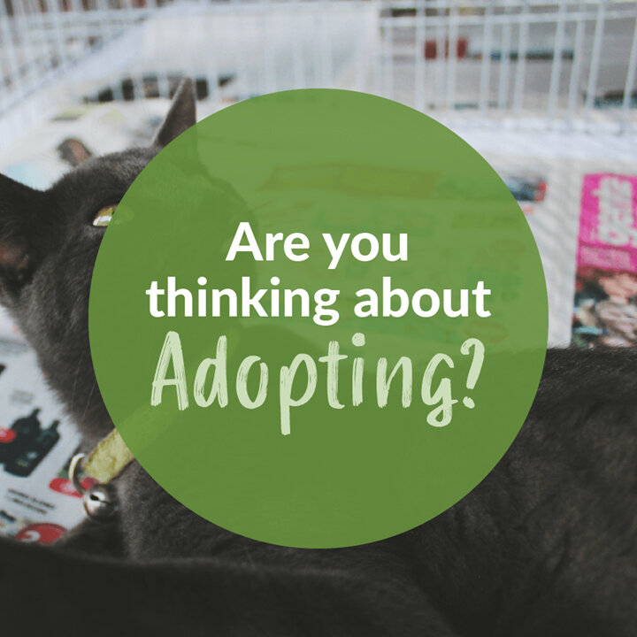 Are You Thinking About Adopting?