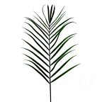 Areca Palm Frond 4265