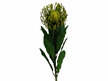 #artificialflowers #fakeflowers #decorflowers #fauxflowers #corporates #neverdie