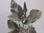 #artificialflowers#fakeflowers#decorflowers#fauxflower#stem#dustymillar