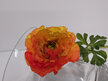 #artificialflowers#fakeflowers#decorflowers#fauxflower#stem#ranuncular#orange