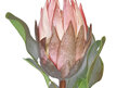 #artificialflowers#fakeflowers#decorflowers#fauxflowers#silkflowers#protea#king