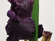#artificialflowers#fakeflowers#decorflowers#fauxflowers#arrangement#iris#purple