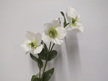 #artificialflowers#fakeflowers#decorflowers#fauxflowers#silk#helleore#white