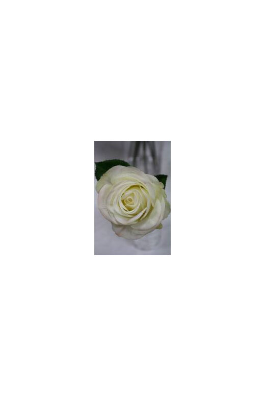 #artificialflowers#fakeflowers#decorflowers#fauxflowers#rose#shortstem#cream
