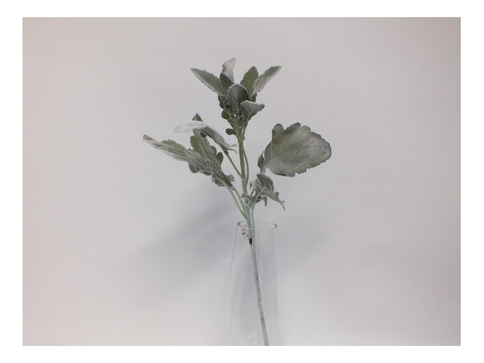 #artificialflowers#fakeflowers#decorflowers#fauxflowers#silk#dustymiller#grey