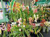 Assorted 6 Cymbidium orchid pot plants, WITH FLOWER BUDS