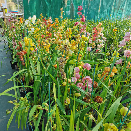 Assorted 6 Cymbidium orchid pot plants, WITH FLOWER BUDS