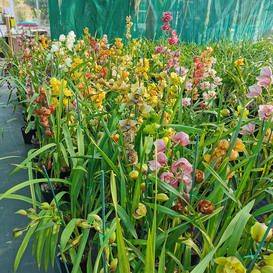Eva Orchids Nursery Nz 