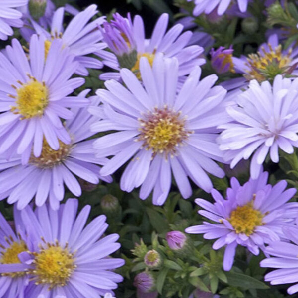 Aster alpinus 'Victor'