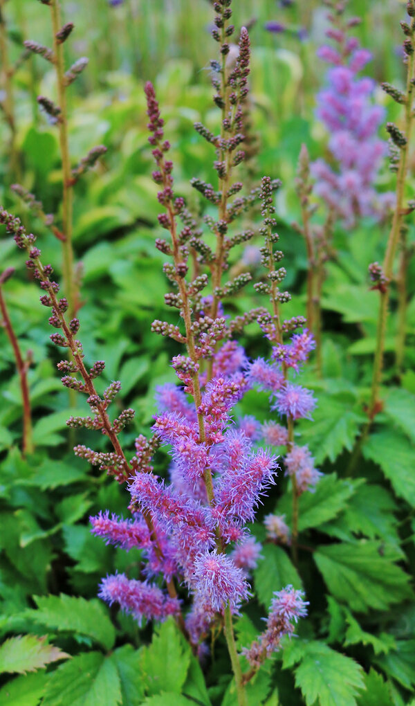 Astilbe chinensis