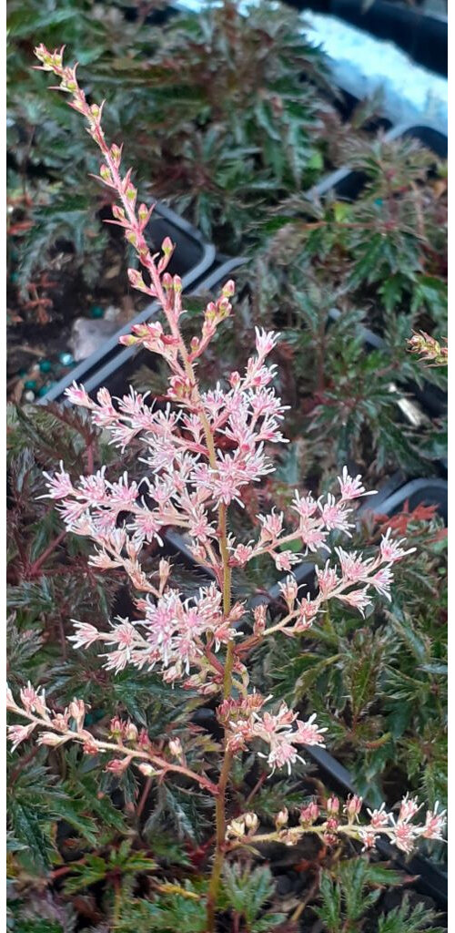 Astilbe crispa