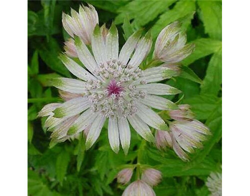 Astrantia major