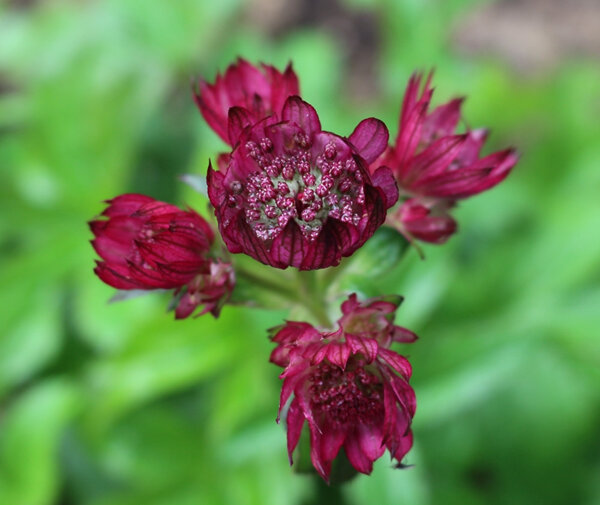 Astrantia major 'Primadonna'