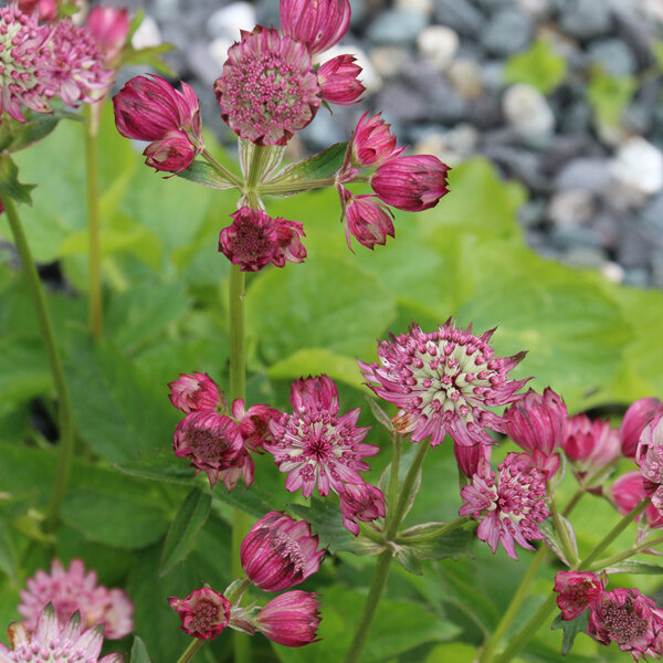 Astrantia major - Rose Pinks  (Small Grade)