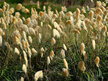 Austroderia (Cordateria) richardii