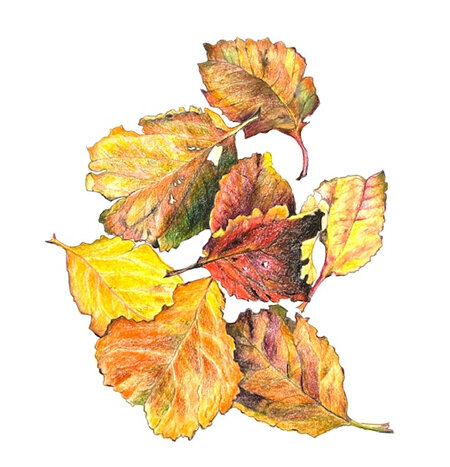 Autumn apple leaves (large)