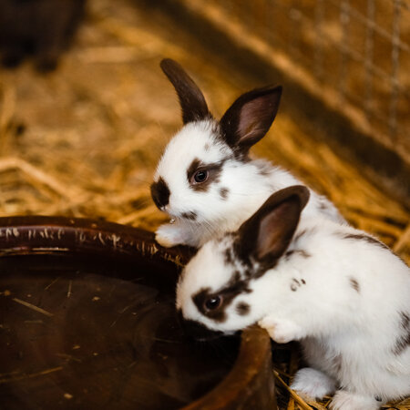 Avoid overheating animals in hutches