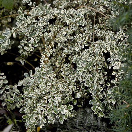 Azara microphylla Variegata