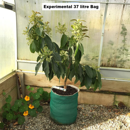 Bacon Avocado Tree in 37 Litre EverGrow Bag