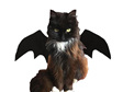 Bat Wings for Cats