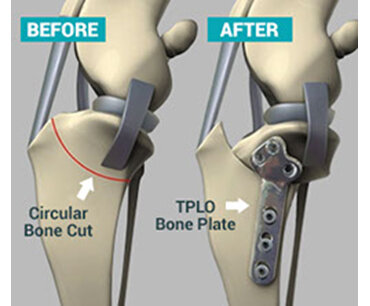 Before and after cruciate surgery