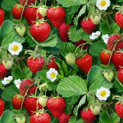 Berry Good - Strawberry Plants 507